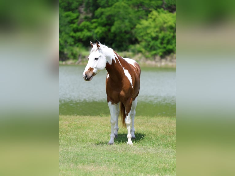 American Paint Horse Gelding 7 years Pinto in Forney