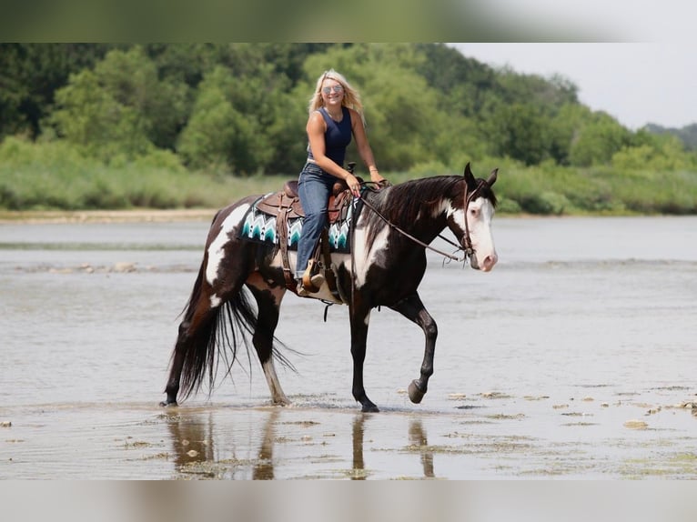 American Paint Horse Gelding 7 years Pinto in Mineral Wells