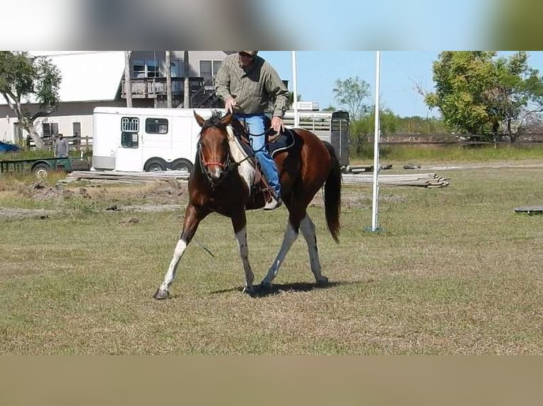 American Paint Horse Gelding 7 years  in Boerne, TX