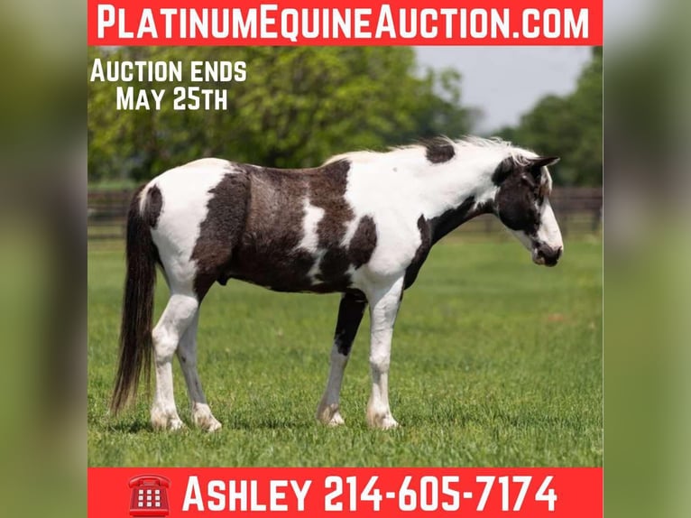 American Paint Horse Gelding 8 years 14.1 hh Tobiano-all-colors in Weatherford TX