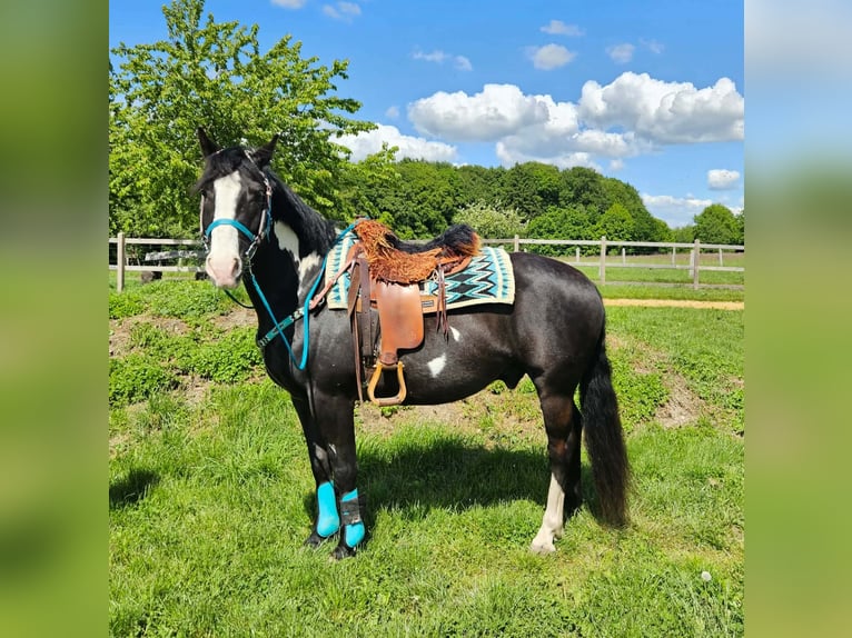 American Paint Horse Gelding 8 years 14.2 hh Overo-all-colors in Linkenbach