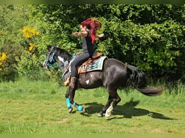American Paint Horse Gelding 8 years 14.2 hh Overo-all-colors in Linkenbach