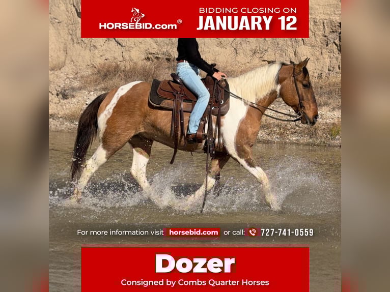 American Paint Horse Gelding 8 years 14,2 hh Pinto in Cleburne