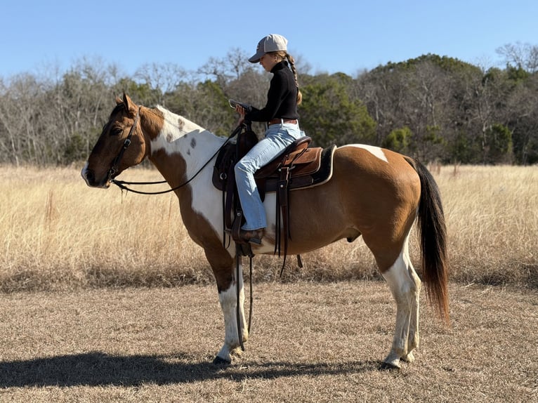 American Paint Horse Gelding 8 years 14,2 hh Pinto in Cleburne