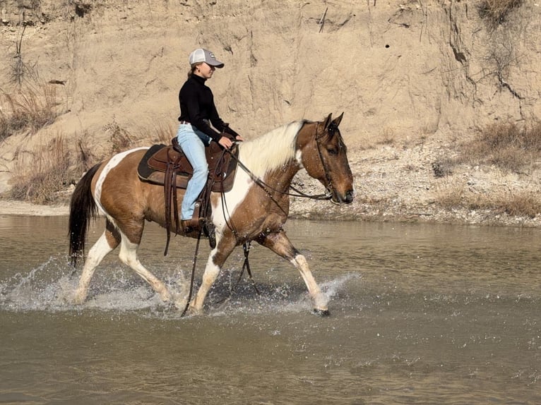 American Paint Horse Gelding 8 years 14,2 hh Pinto in Cleburne