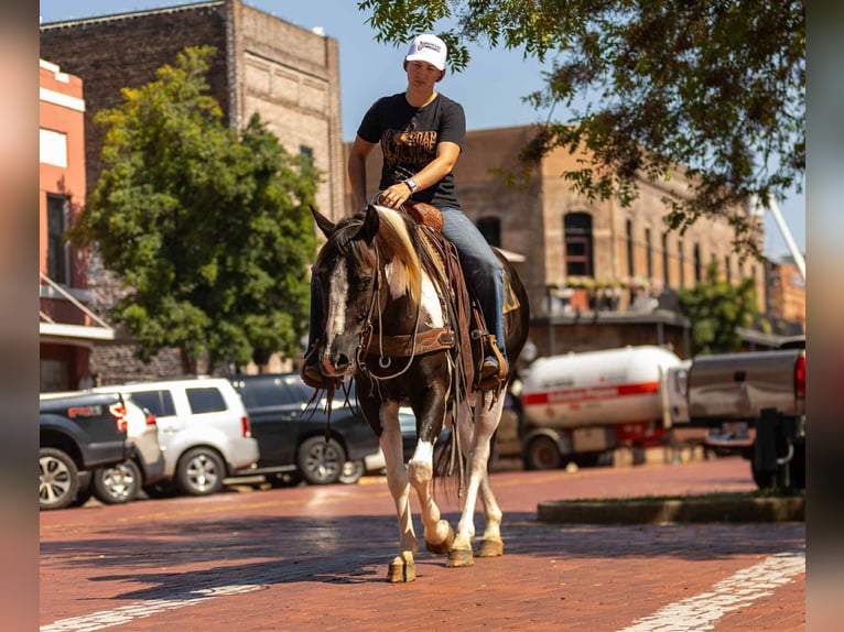 American Paint Horse Gelding 8 years 14.3 hh Tobiano-all-colors in Rusk TX