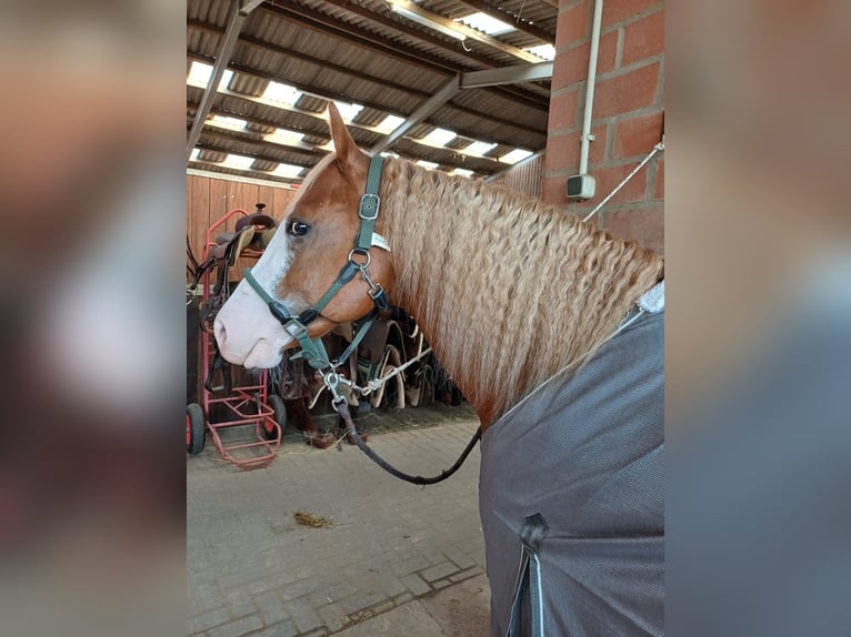 American Paint Horse Gelding 8 years 14,2 hh Chestnut-Red in Bad Salzuflenb