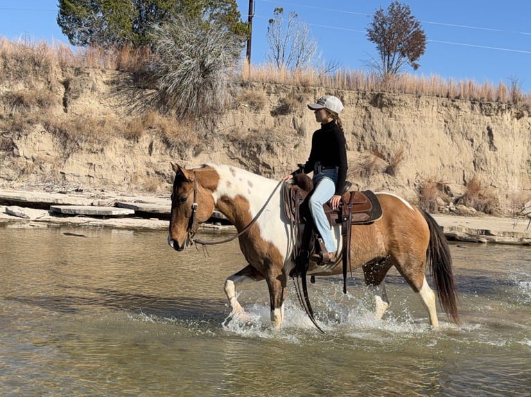 American Paint Horse Gelding 8 years 14,2 hh Pinto in Cleburne