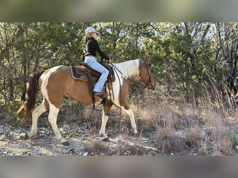 American Paint Horse Gelding 8 years 14,2 hh Pinto in Cleburne