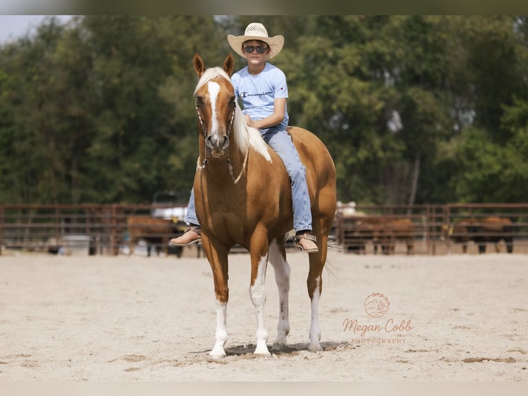 American Paint Horse Gelding 8 years 14,3 hh Pinto in Caldwell