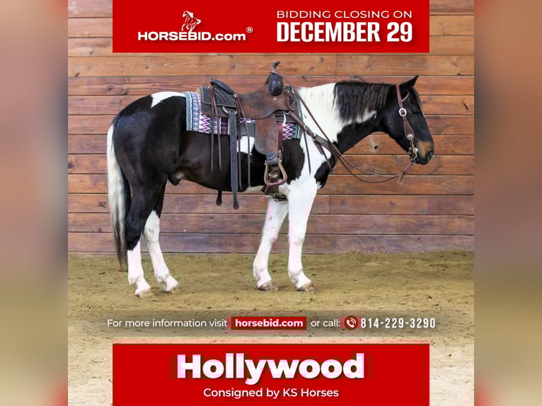 American Paint Horse Gelding 8 years 14,3 hh Pinto in Clarion