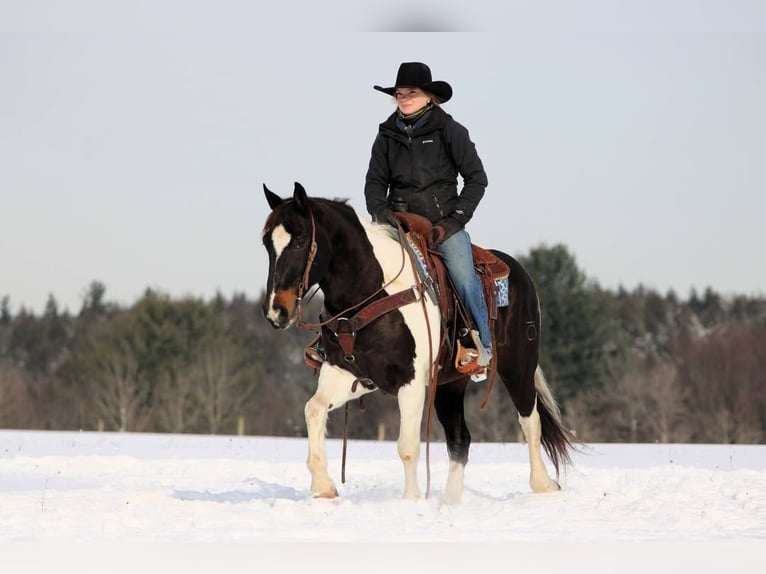 American Paint Horse Gelding 8 years 14,3 hh Tobiano-all-colors in Clarion PA
