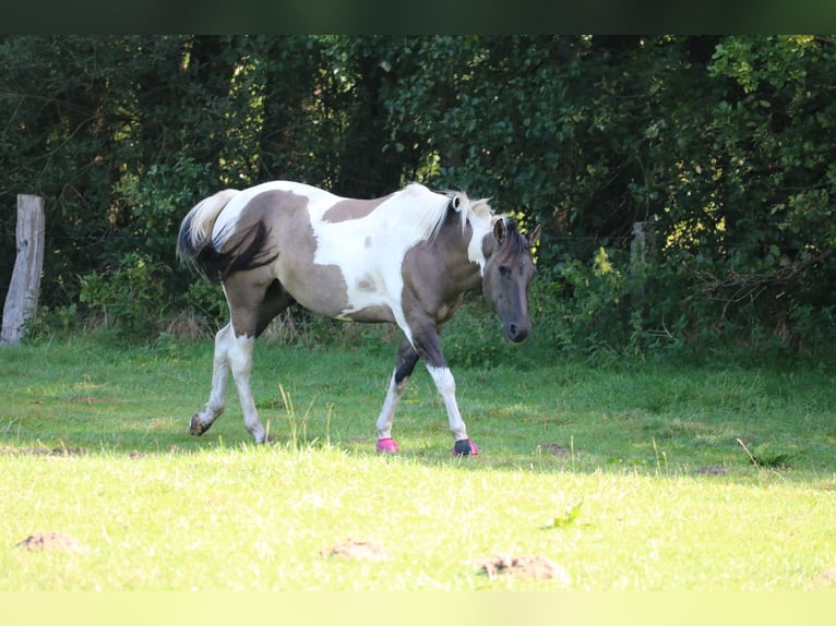 American Paint Horse Gelding 8 years 15.1 hh Grullo in Jesteburg
