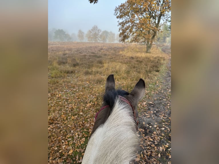 American Paint Horse Gelding 8 years 15.1 hh Grullo in Jesteburg