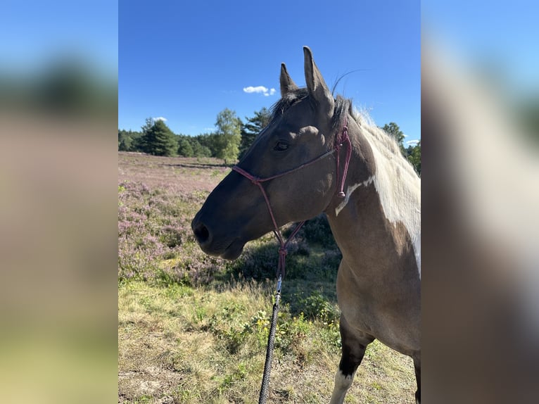 American Paint Horse Gelding 8 years 15.1 hh Grullo in Jesteburg