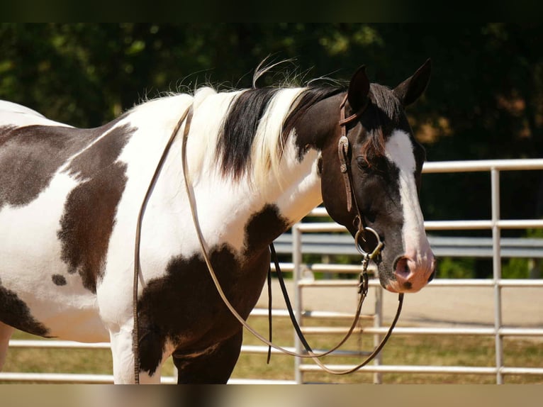 American Paint Horse Gelding 8 years 15,1 hh Pinto in Fresno