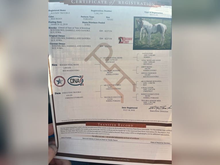 American Paint Horse Gelding 8 years 15.1 hh Roan-Bay in Lakeville MN