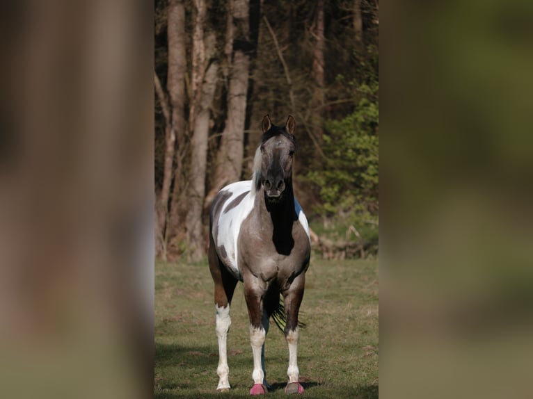 American Paint Horse Gelding 8 years 15.1 hh Tobiano-all-colors in Jesteburg