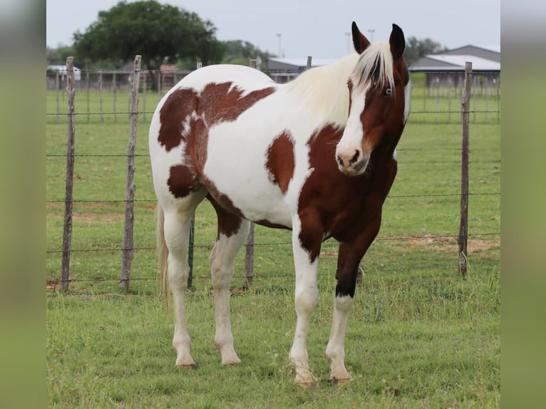 American Paint Horse Gelding 8 years 15,1 hh Tobiano-all-colors in Lipan TX