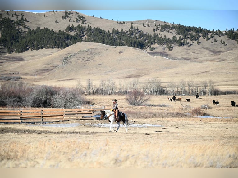 American Paint Horse Gelding 8 years 15.3 hh Pinto in Georgetown