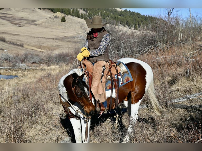 American Paint Horse Gelding 8 years 15.3 hh Pinto in Georgetown