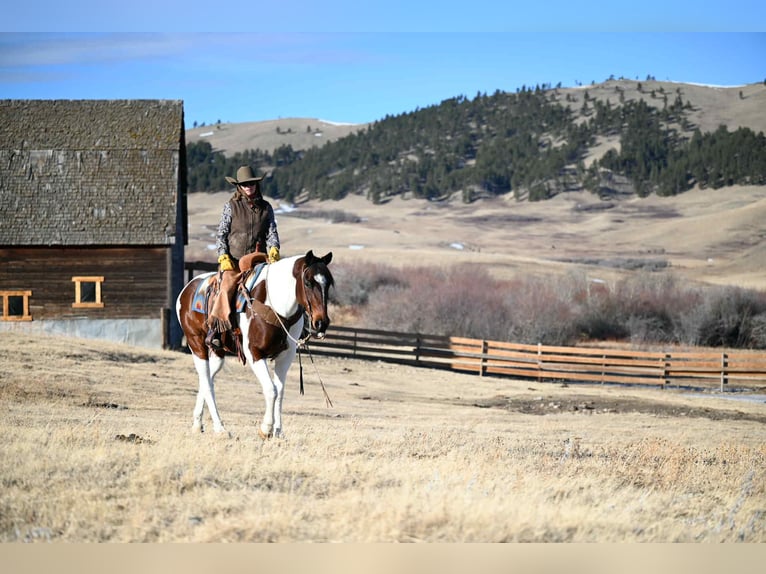 American Paint Horse Gelding 8 years 15.3 hh Pinto in Georgetown