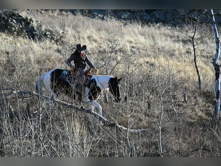American Paint Horse Gelding 8 years 15.3 hh Pinto in Georgetown