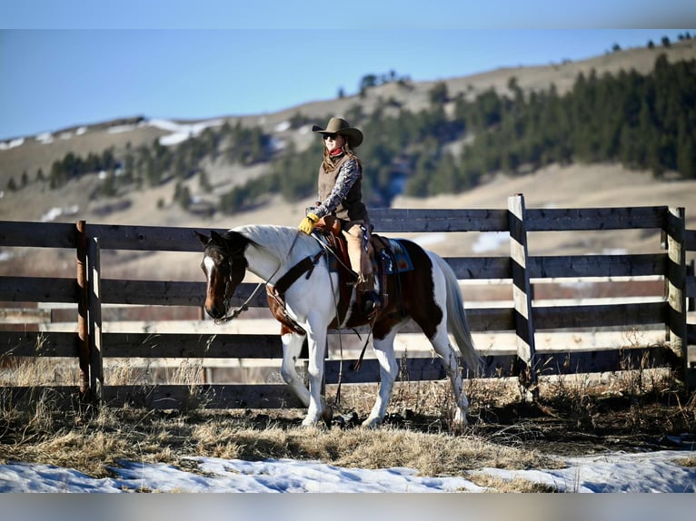 American Paint Horse Gelding 8 years 15.3 hh Pinto in Georgetown