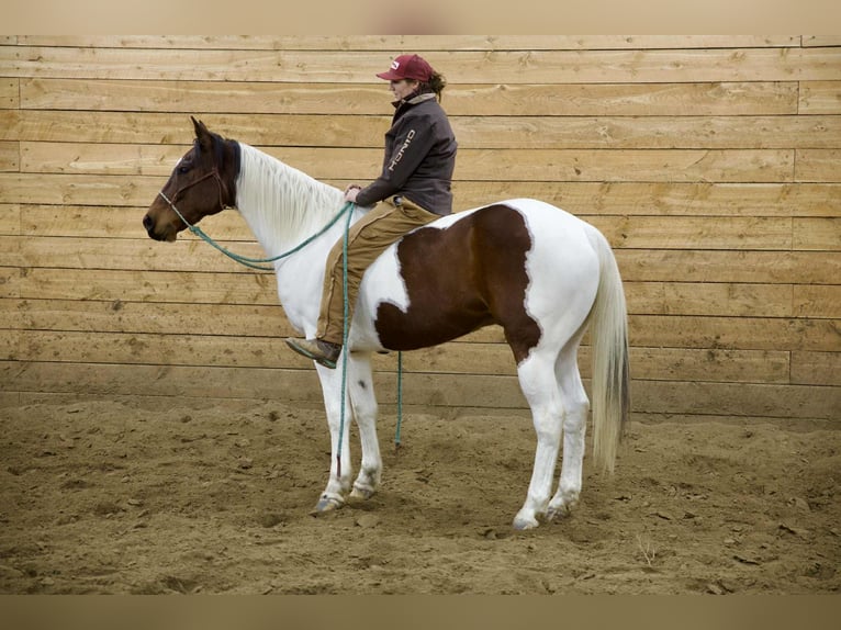 American Paint Horse Gelding 8 years 15.3 hh Pinto in Georgetown