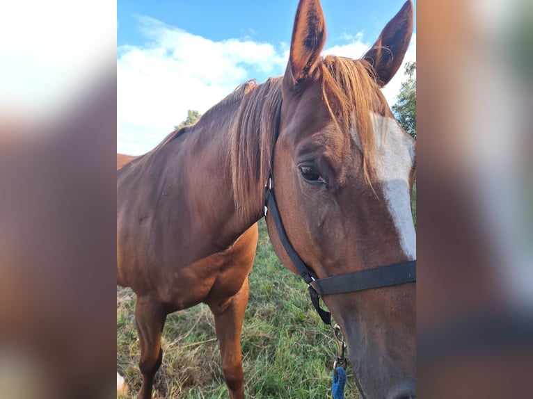 American Paint Horse Gelding 8 years 15 hh Bay in Lilienthal