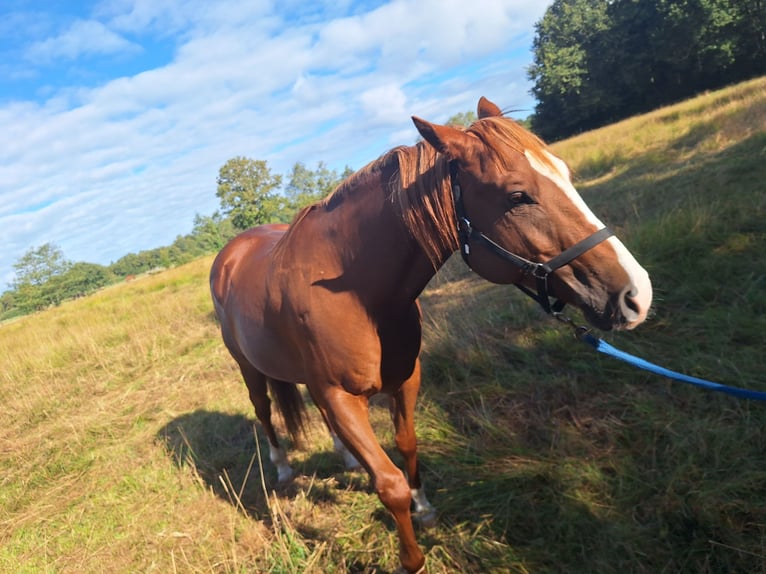 American Paint Horse Gelding 8 years 15 hh Bay in Lilienthal