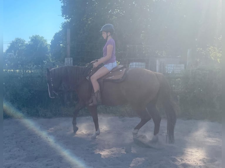 American Paint Horse Gelding 8 years 15 hh Bay in Lilienthal