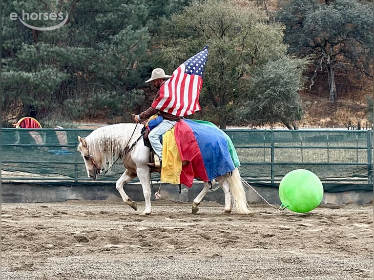 American Paint Horse Gelding 8 years 15 hh Palomino in Tres Pinos