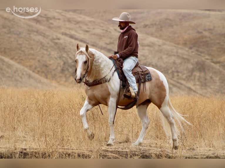 American Paint Horse Gelding 8 years 15 hh Palomino in Tres Pinos