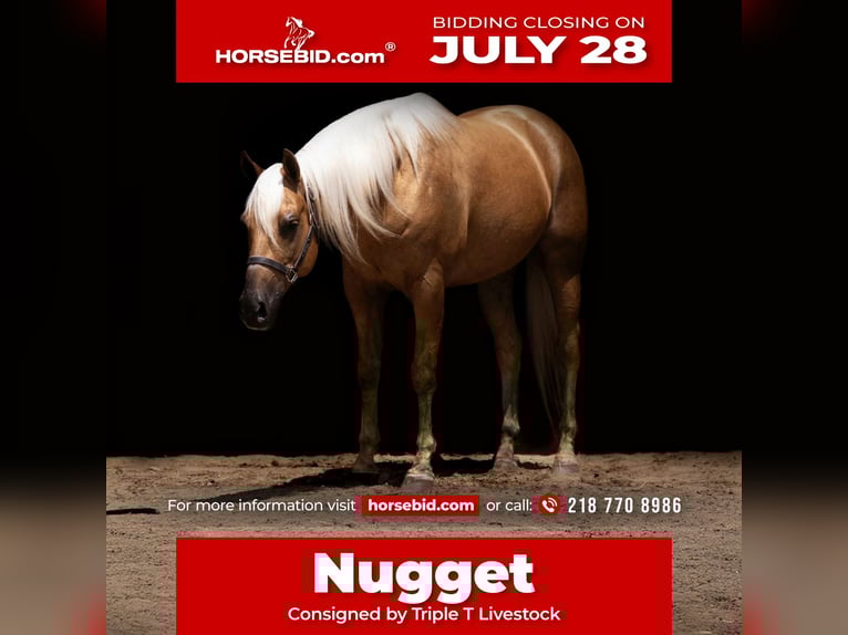 American Paint Horse Gelding 8 years 15 hh Palomino in Nevis