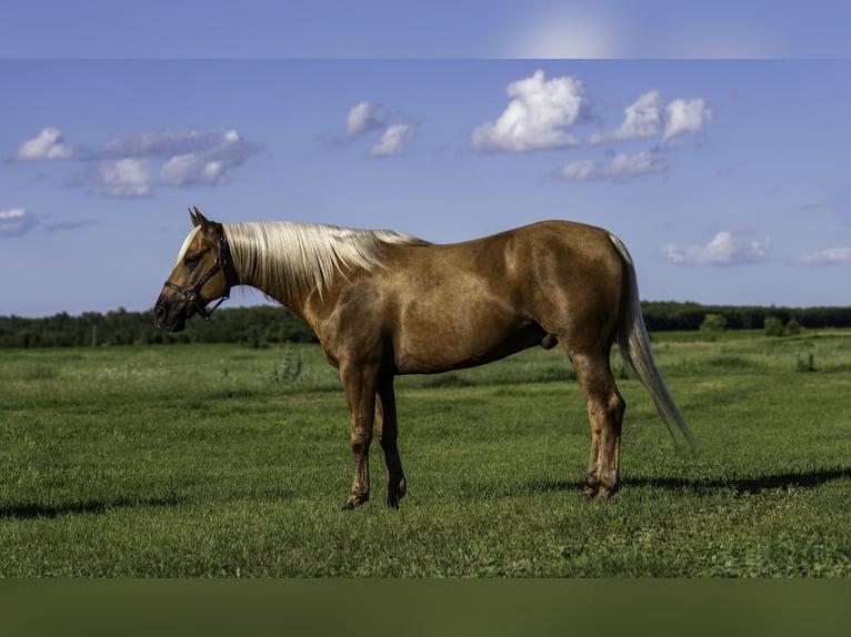 American Paint Horse Gelding 8 years 15 hh Palomino in Nevis, MN