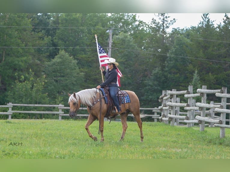 American Paint Horse Gelding 8 years 15 hh Palomino in Nevis, MN