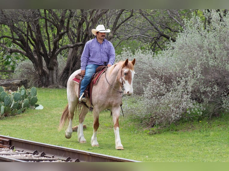 American Paint Horse Gelding 8 years 15 hh Roan-Red in Stephenville TX