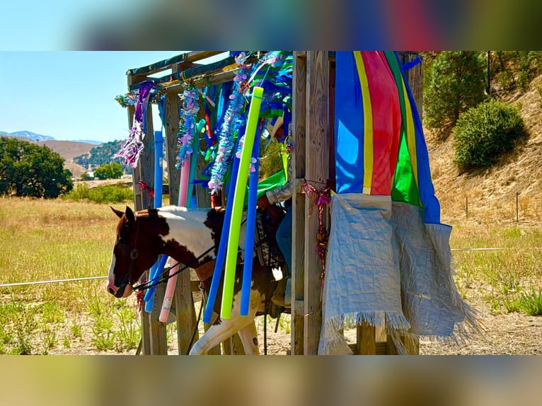 American Paint Horse Gelding 8 years 15 hh Tobiano-all-colors in Tres Pinos