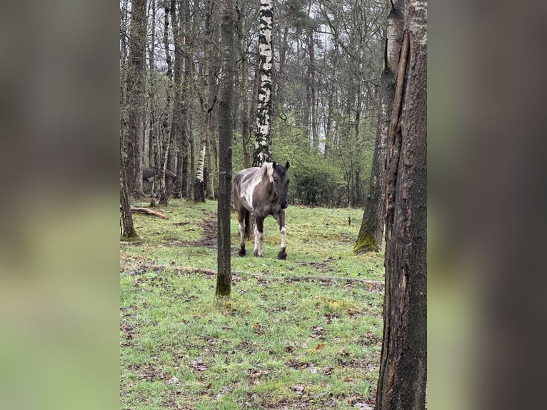 American Paint Horse Gelding 8 years 15,1 hh Tobiano-all-colors in Jesteburg