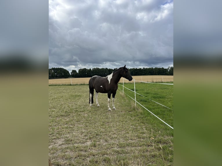 American Paint Horse Gelding 8 years 15,1 hh Tobiano-all-colors in Zockau