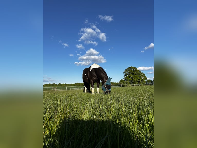American Paint Horse Gelding 8 years 15,1 hh Tobiano-all-colors in Zockau