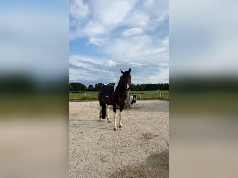 American Paint Horse Gelding 8 years 15,1 hh Tobiano-all-colors in Zockau