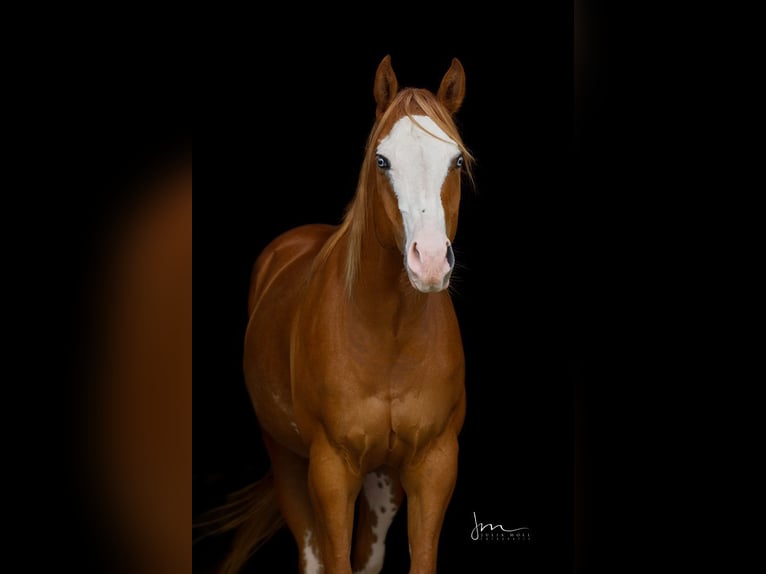 American Paint Horse Gelding 8 years 15,2 hh Chestnut-Red in Wels