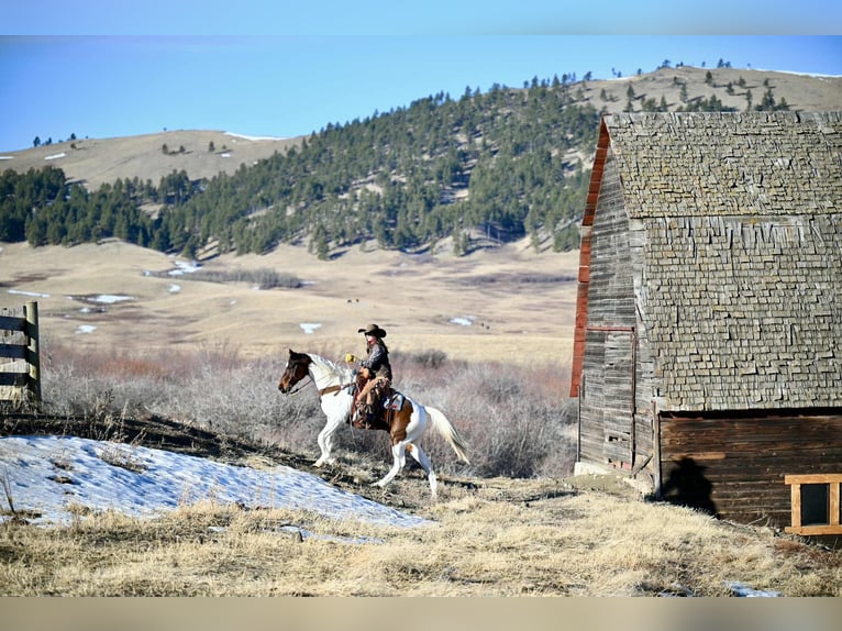 American Paint Horse Gelding 8 years 15,3 hh Pinto in Georgetown