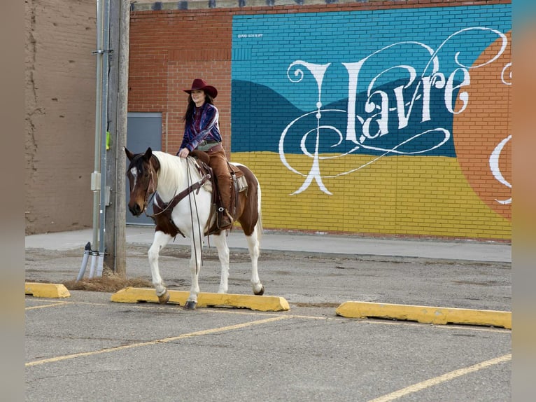 American Paint Horse Gelding 8 years 15,3 hh Pinto in Georgetown