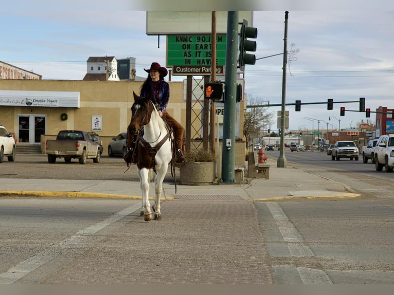 American Paint Horse Gelding 8 years 15,3 hh Pinto in Georgetown
