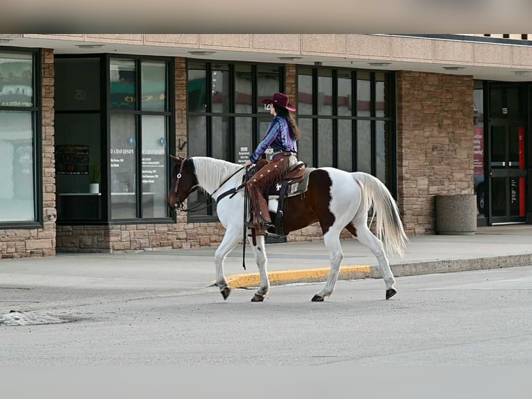 American Paint Horse Gelding 8 years 15,3 hh Pinto in Georgetown