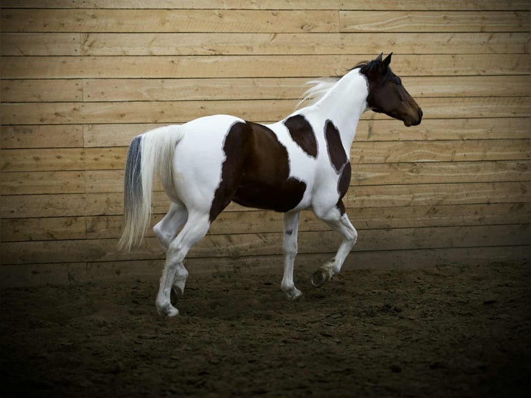 American Paint Horse Gelding 8 years 15,3 hh Pinto in Georgetown