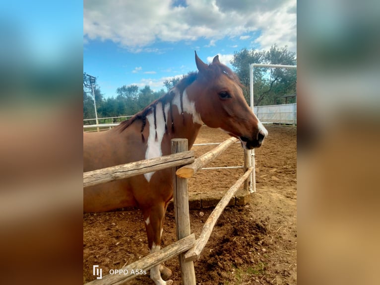 American Paint Horse Gelding 8 years 16 hh Pinto in Valenzano